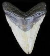 Bargain, Megalodon Tooth - North Carolina #59032-1